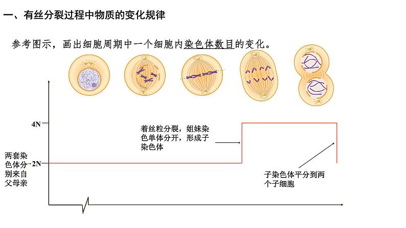 第2期 细胞的增殖过程中的物质变化规律与实验——2022-2023学年高一生物期末专题复习课件（人教版2019必修2）第6页