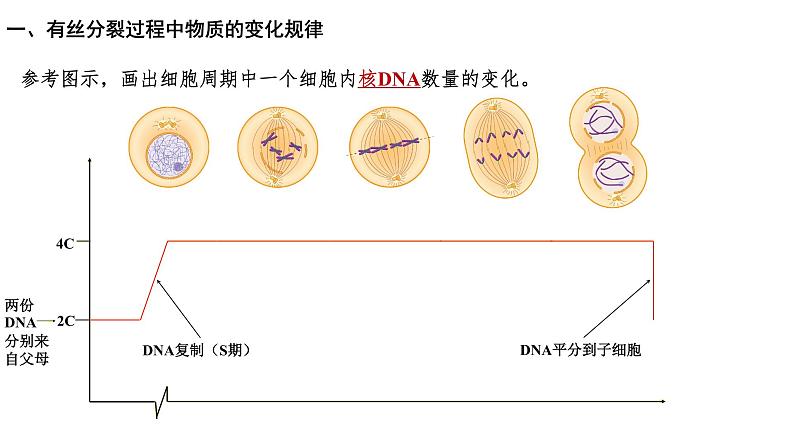 第2期 细胞的增殖过程中的物质变化规律与实验——2022-2023学年高一生物期末专题复习课件（人教版2019必修2）第7页