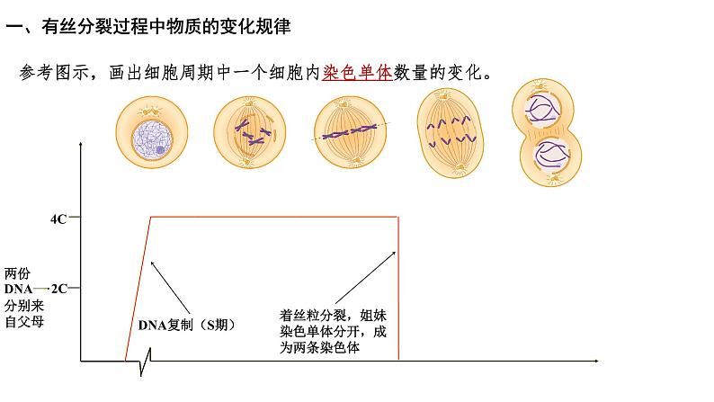 第2期 细胞的增殖过程中的物质变化规律与实验——2022-2023学年高一生物期末专题复习课件（人教版2019必修2）第8页