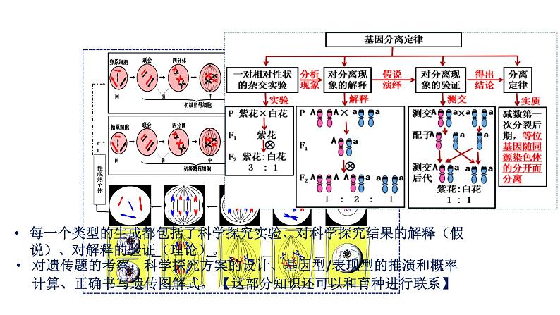 第3期 孟德尔豌豆杂交实验——2022-2023学年高一生物期末专题复习课件（人教版2019必修2）第2页