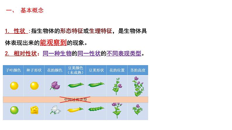 第3期 孟德尔豌豆杂交实验——2022-2023学年高一生物期末专题复习课件（人教版2019必修2）第5页