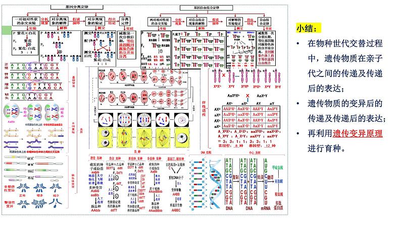 第5期 孟德尔遗传规律综合解题技巧——2022-2023学年高一生物期末专题复习课件（人教版2019必修2）03