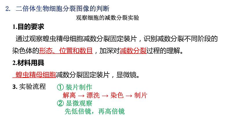 第7期 有丝分裂和减数分裂综合——2022-2023学年高一生物期末专题复习课件（人教版2019必修2）第7页