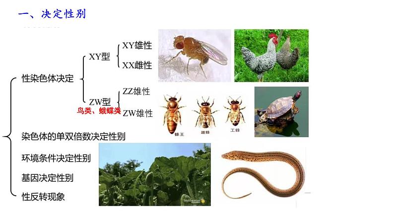 第9期 性别决定和伴性遗传——2022-2023学年高一生物期末专题复习课件（人教版2019必修2）第2页