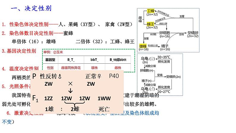 第9期 性别决定和伴性遗传——2022-2023学年高一生物期末专题复习课件（人教版2019必修2）第3页