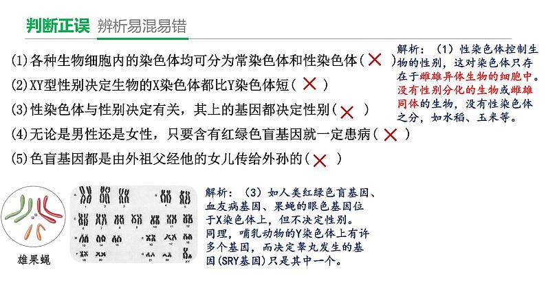 第9期 性别决定和伴性遗传——2022-2023学年高一生物期末专题复习课件（人教版2019必修2）第8页