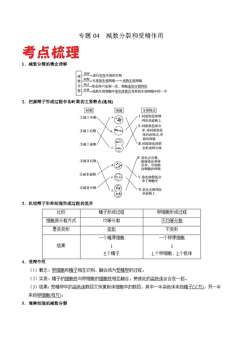 专题04 减数分裂和受精作用——高一生物下学期期末专题复习学案（人教版2019必修2）（解析版）第1页