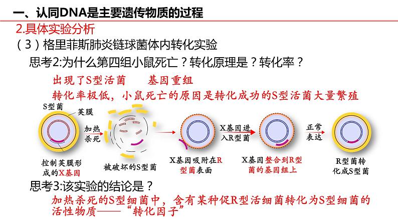 2023届高三生物二轮复习课件遗传学的分子基础第6页