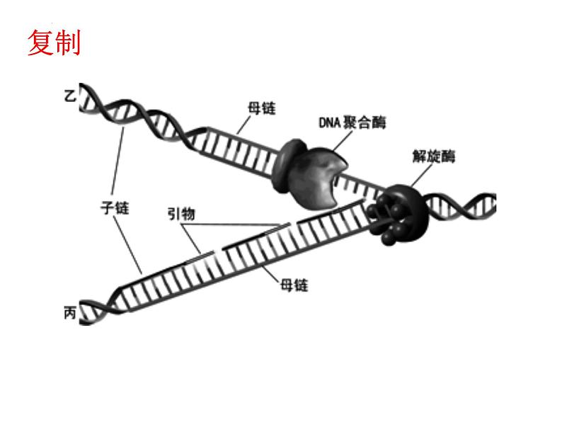 2023届高三生物一轮复习课件：DNA复制、转录、翻译 课件02