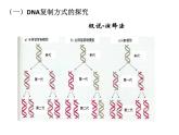 2023届高三生物一轮复习课件：DNA复制、转录、翻译 课件