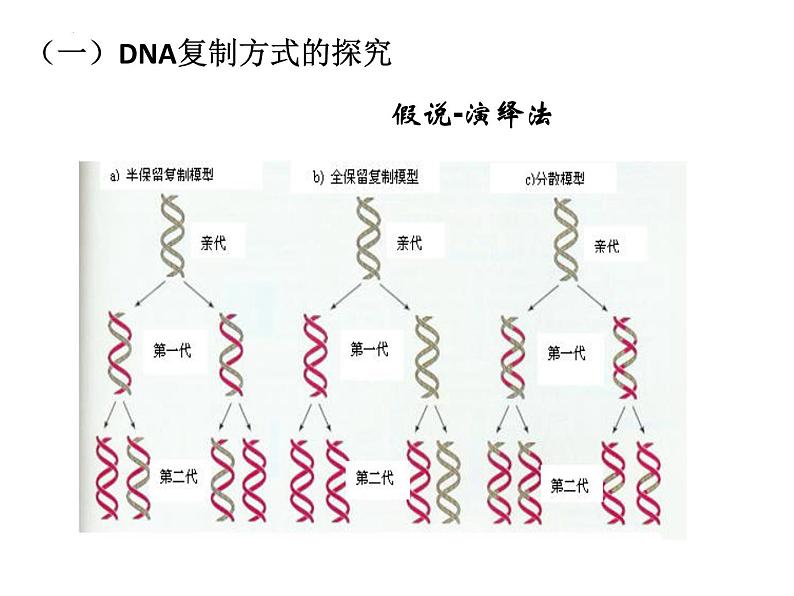 2023届高三生物一轮复习课件：DNA复制、转录、翻译 课件03