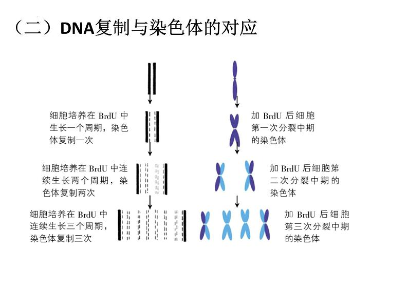 2023届高三生物一轮复习课件：DNA复制、转录、翻译 课件06