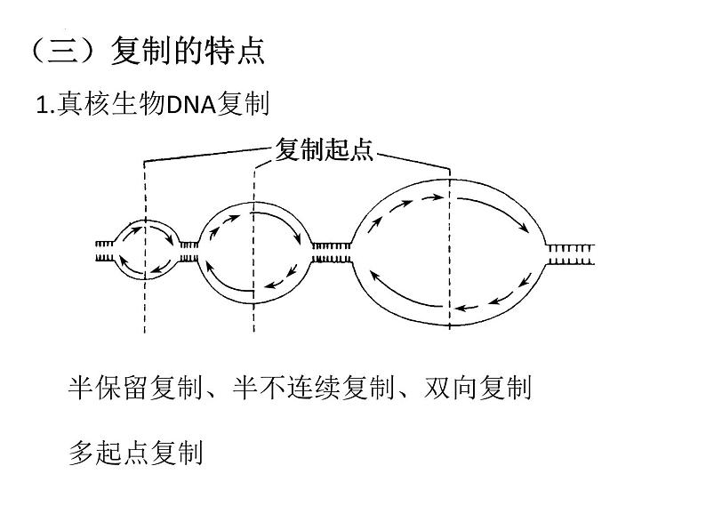 2023届高三生物一轮复习课件：DNA复制、转录、翻译 课件08