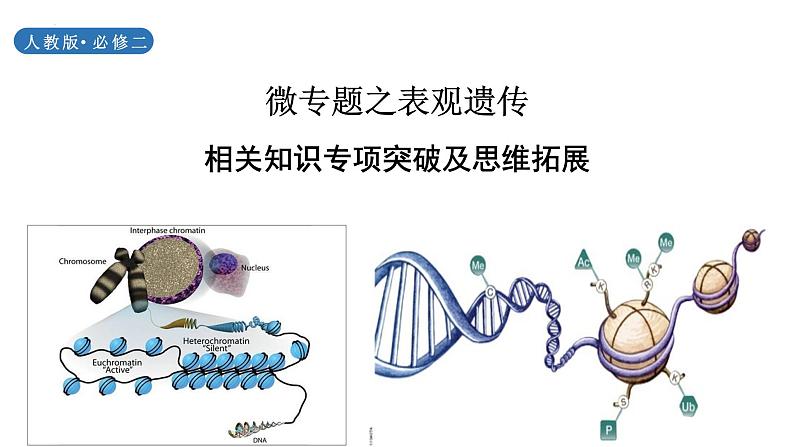 2023届高三生物一轮复习课件：表观遗传 专题第1页