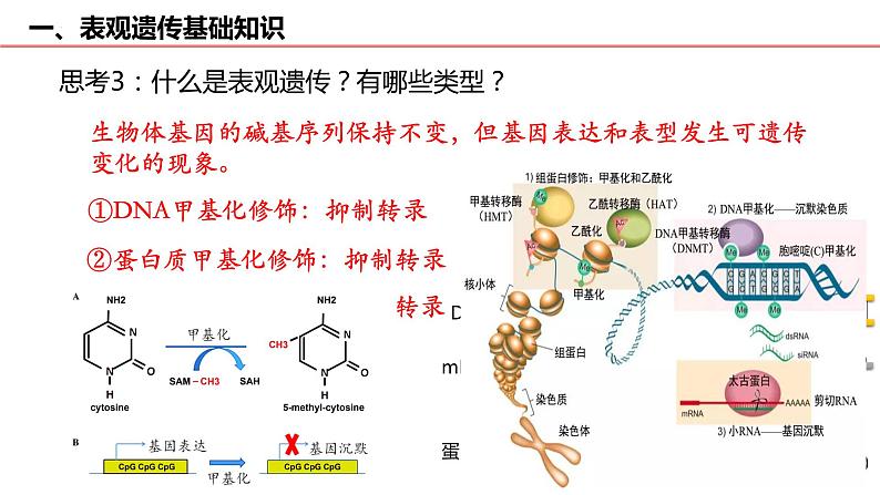 2023届高三生物一轮复习课件：表观遗传 专题第4页