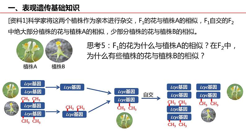 2023届高三生物一轮复习课件：表观遗传 专题第6页