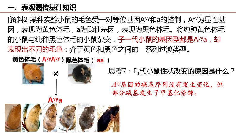 2023届高三生物一轮复习课件：表观遗传 专题第8页