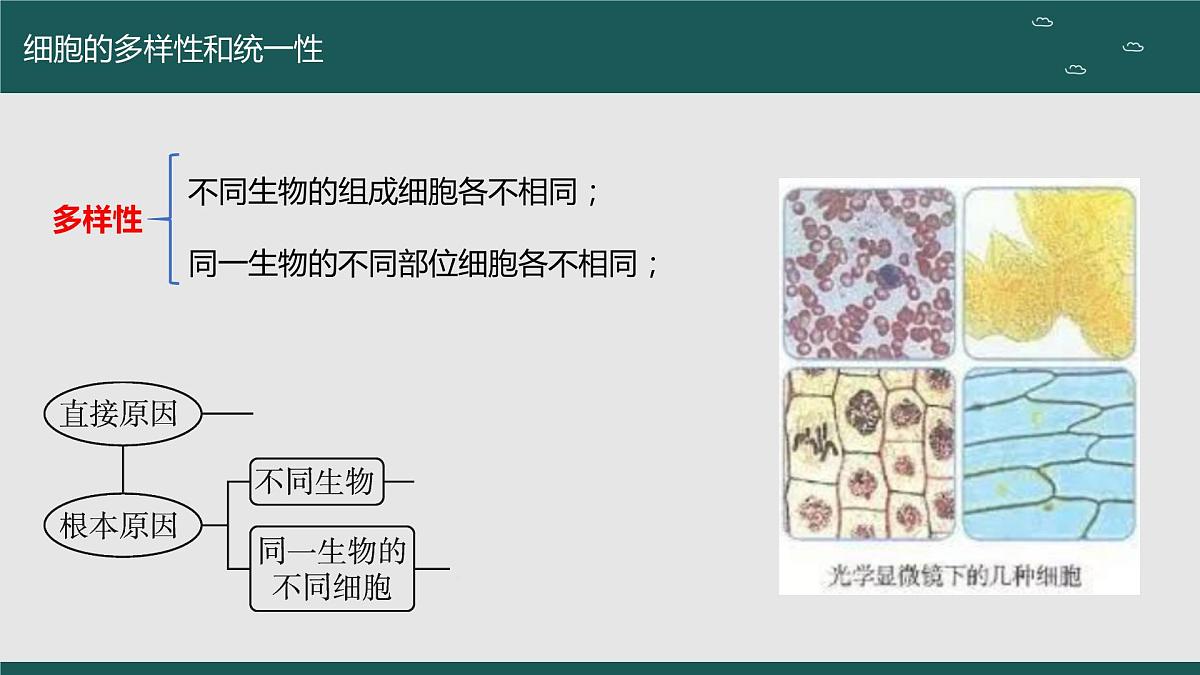 2024届高三生物一轮复习课件 走近细胞（第二课时）第2页