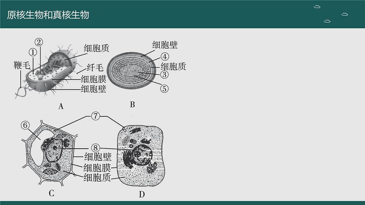 2024届高三生物一轮复习课件 走近细胞（第二课时）第5页