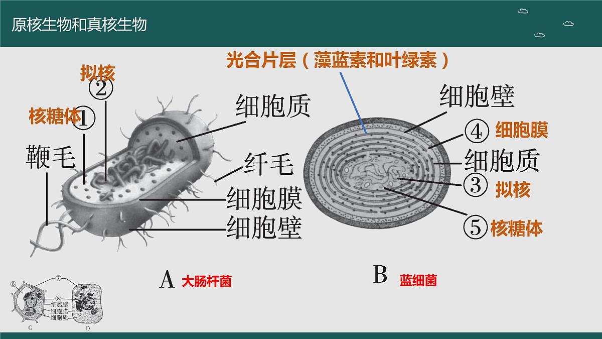 2024届高三生物一轮复习课件 走近细胞（第二课时）第6页