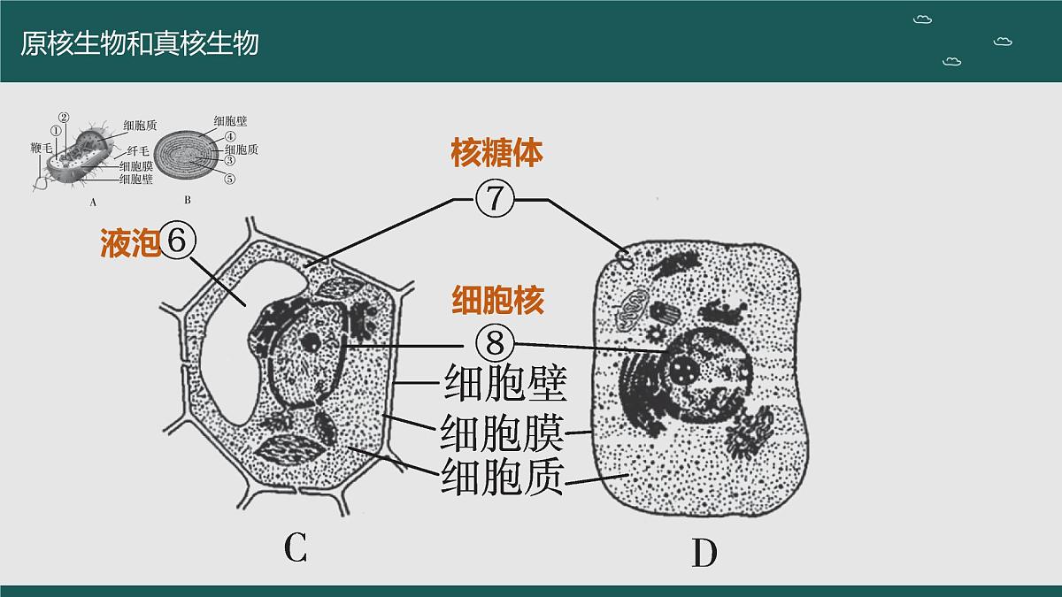 2024届高三生物一轮复习课件 走近细胞（第二课时）第7页