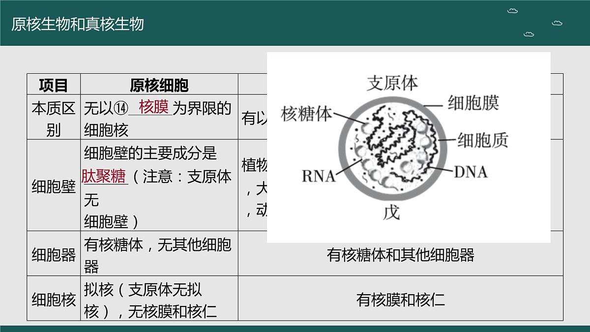 2024届高三生物一轮复习课件 走近细胞（第二课时）第8页