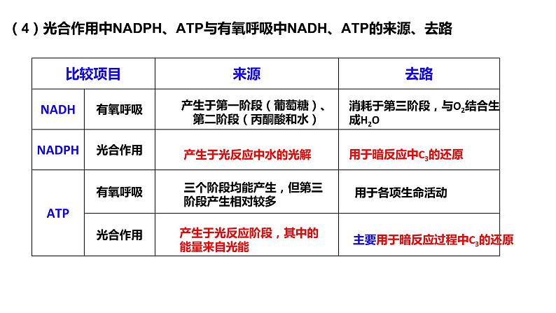 2024届高三生物一轮复习课件第11讲 光合作用与细胞呼吸的综合分析第4页