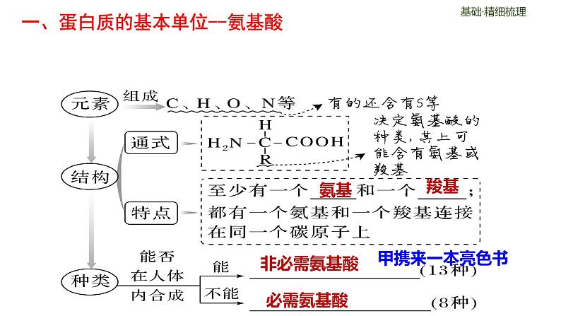 2024届高三生物一轮复习课件第三讲蛋白质是生命活动的主要承担者第3页