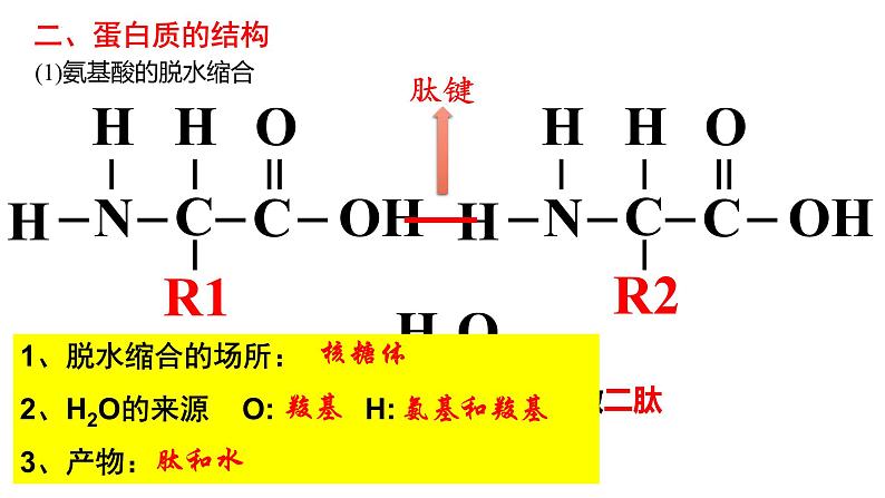 2024届高三生物一轮复习课件第三讲蛋白质是生命活动的主要承担者第5页