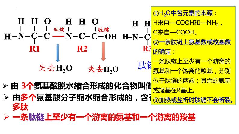 2024届高三生物一轮复习课件第三讲蛋白质是生命活动的主要承担者第6页