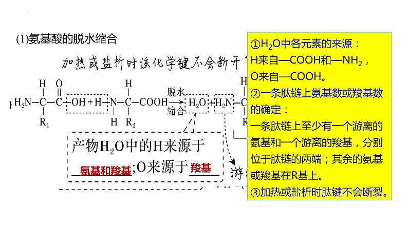 2024届高三生物一轮复习课件第三讲蛋白质是生命活动的主要承担者第7页