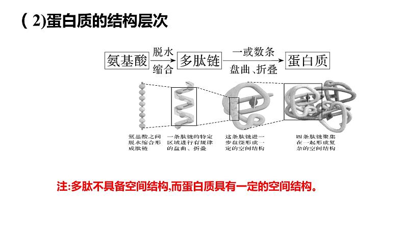 2024届高三生物一轮复习课件第三讲蛋白质是生命活动的主要承担者第8页