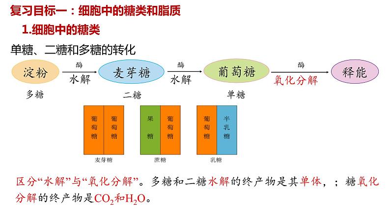 2024届高三生物一轮复习课件第四讲细胞中的糖类脂质和核酸第4页