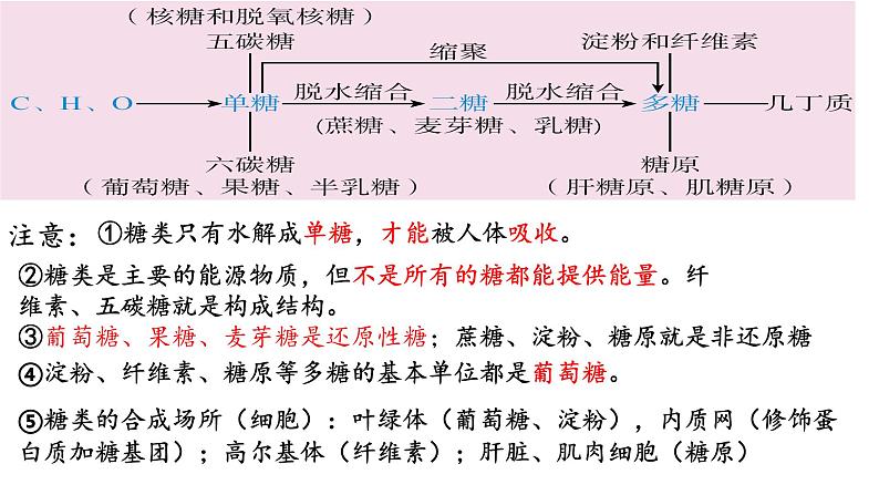 2024届高三生物一轮复习课件第四讲细胞中的糖类脂质和核酸第5页