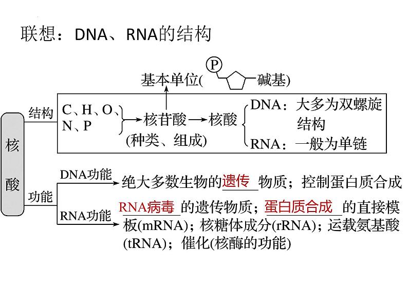 2024届浙科版（2019）高中生物选考一轮复习（必修1）专题 蛋白质专题 课件第7页