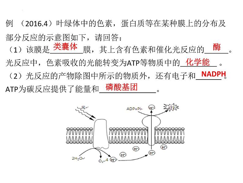 2024届浙科版（2019）高中生物选考一轮复习（必修1）专题光合作用发现史 课件第7页