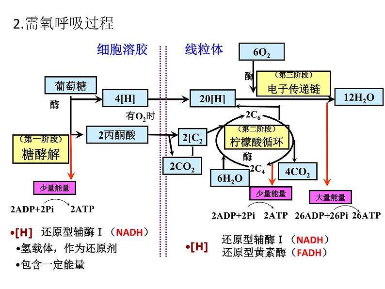 2024届浙科版（2019）高中生物选考一轮复习（必修1）专题细胞呼吸 课件第4页