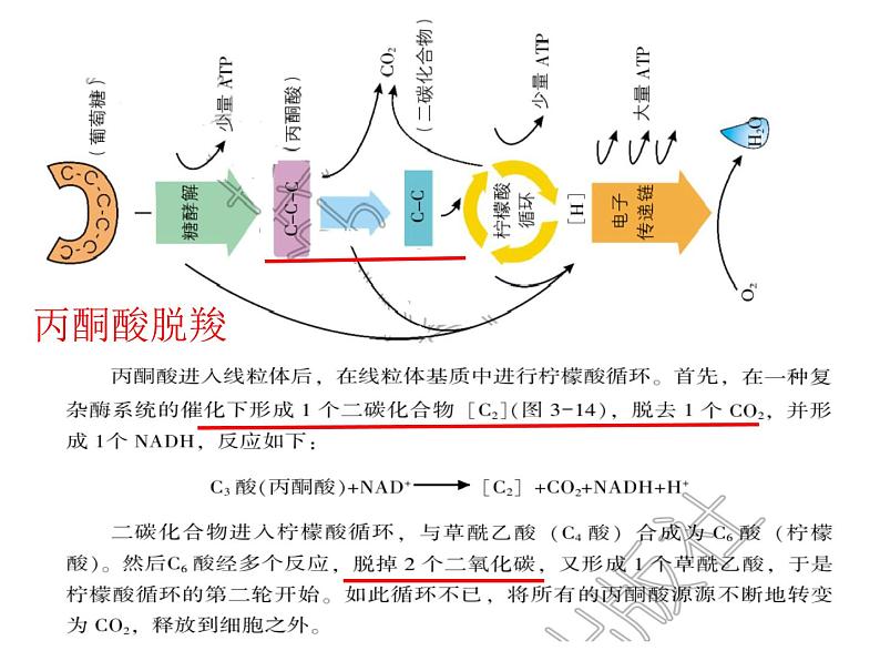 2024届浙科版（2019）高中生物选考一轮复习（必修1）专题细胞呼吸 课件第5页