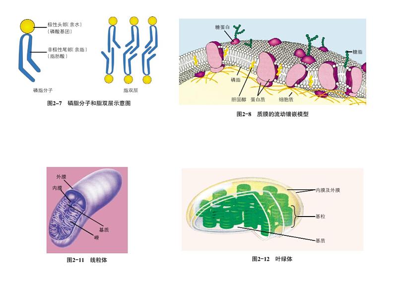 2024届浙科版（2019）高中生物选考一轮复习（必修1）专题细胞结构专题 课件第2页