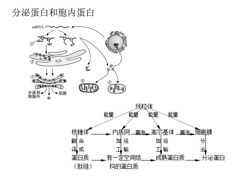 2024届浙科版（2019）高中生物选考一轮复习（必修1）专题细胞结构专题 课件第6页