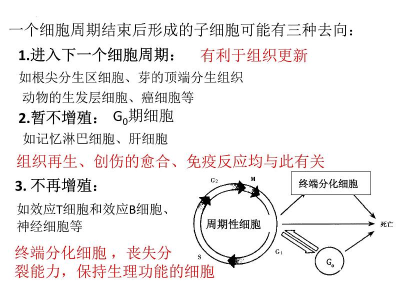 2024届浙科版（2019）高中生物选考一轮复习（必修1）专题细胞周期专题 课件04