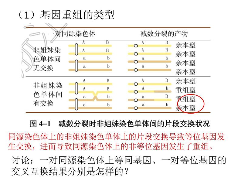 变异与进化 课件-2024届浙科版（2019）高中生物选考一轮复习（必修2）04