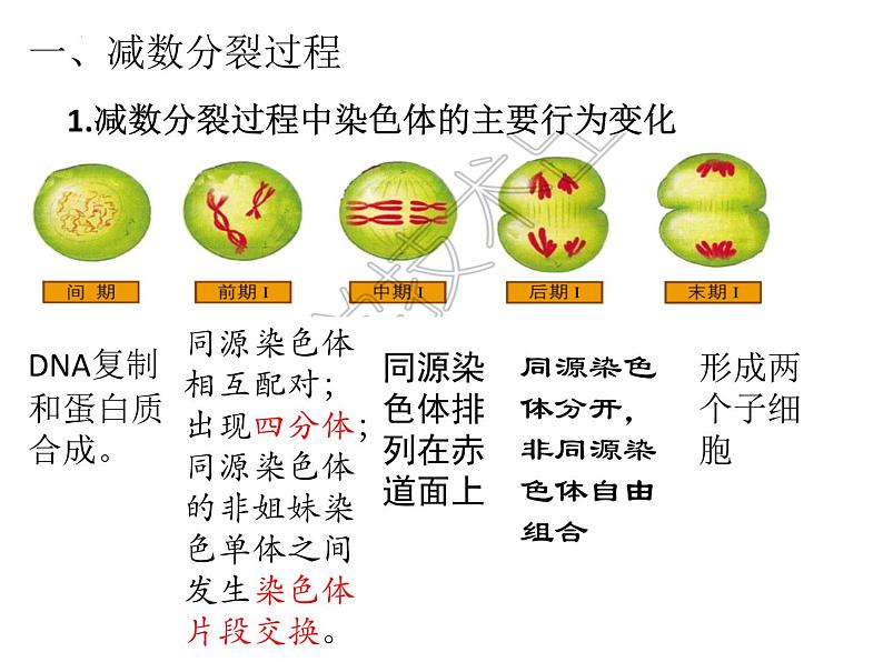 减数分裂 课件-2024届浙科版（2019）高中生物选考一轮复习（必修2）第2页