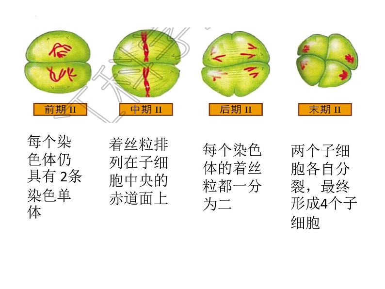 减数分裂 课件-2024届浙科版（2019）高中生物选考一轮复习（必修2）第3页