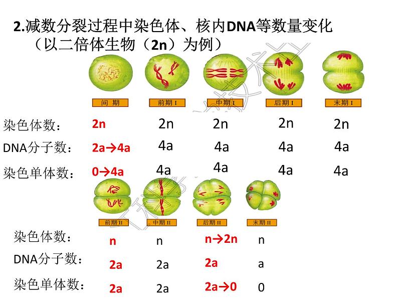 减数分裂 课件-2024届浙科版（2019）高中生物选考一轮复习（必修2）第6页