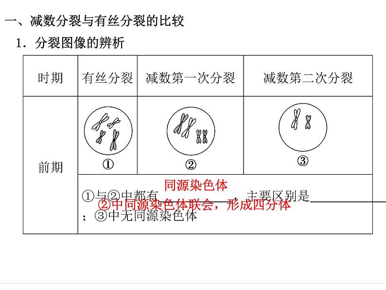 有丝分裂与减数分裂的比较及减数分裂与可遗传变异的关系1 课件-2024届浙科版（2019）高中生物选考一轮复习（必修2）02