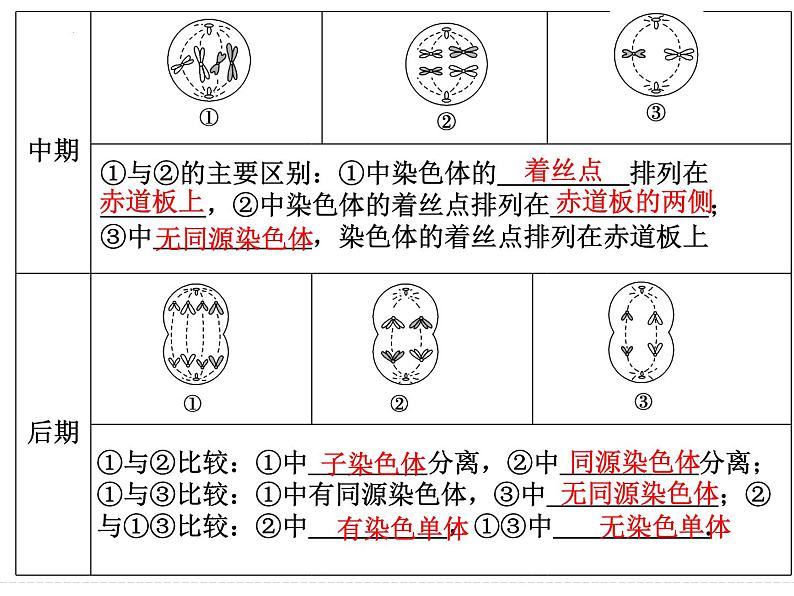 有丝分裂与减数分裂的比较及减数分裂与可遗传变异的关系1 课件-2024届浙科版（2019）高中生物选考一轮复习（必修2）03