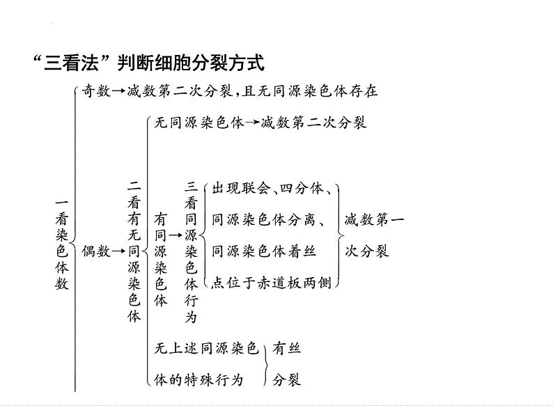 有丝分裂与减数分裂的比较及减数分裂与可遗传变异的关系1 课件-2024届浙科版（2019）高中生物选考一轮复习（必修2）04