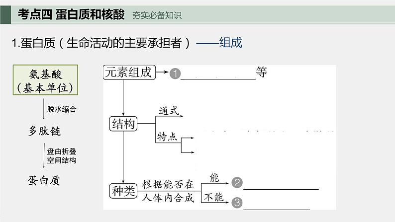 专题二 细胞的分子组成-2024届高三生物一轮复习课件第3页