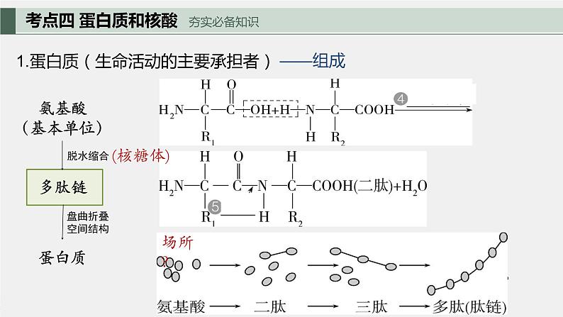 专题二 细胞的分子组成-2024届高三生物一轮复习课件第4页